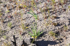 Anigozanthos viridis