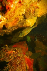 Meuschenia hippocrepis