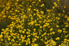 Oncosiphon pilulifer