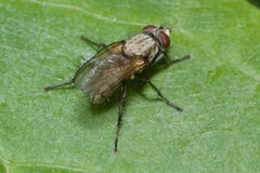 Leucophora