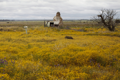 Oncosiphon pilulifer