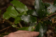 Cryptocarya meisneriana