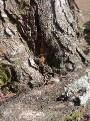 Tetragonisca angustula