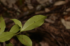 Cryptocarya meisneriana