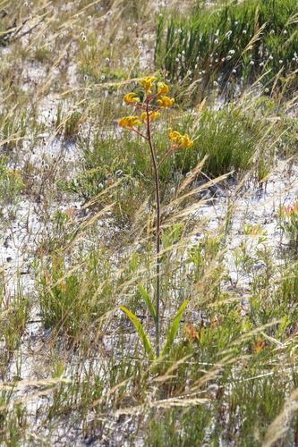 Image of Anigozanthos pulcherrimus by (c) Hugo Innes, some rights reserved (CC BY)