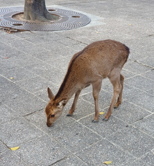 Cervus nippon centralis