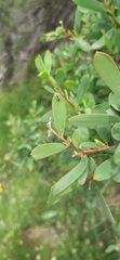 Aphis spiraecola