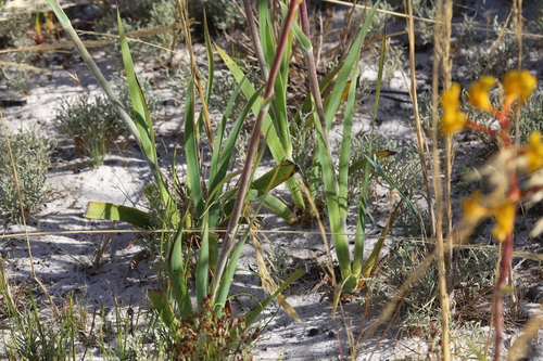 Image of Anigozanthos pulcherrimus by (c) Hugo Innes, some rights reserved (CC BY)