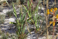 Anigozanthos pulcherrimus