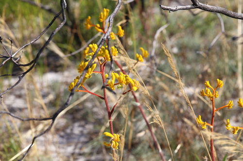 Image of Anigozanthos pulcherrimus by (c) Hugo Innes, some rights reserved (CC BY)