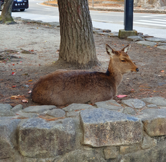 Cervus nippon centralis