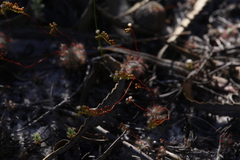 Drosera minutiflora