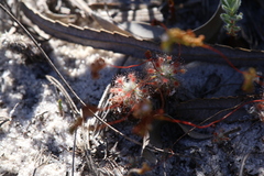 Drosera minutiflora