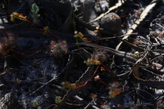 Drosera minutiflora