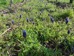 Muscari neglectum