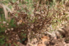 Asteroideae