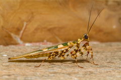 Creobroter gemmatus