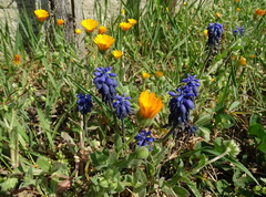 Muscari neglectum