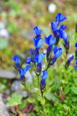 Gentiana bavarica bavarica