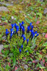 Gentiana bavarica bavarica