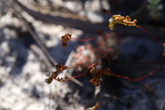 Drosera minutiflora