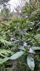 Strobilanthes cusia