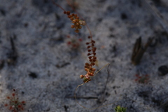 Drosera minutiflora