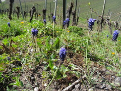 Muscari neglectum