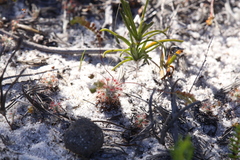 Drosera minutiflora
