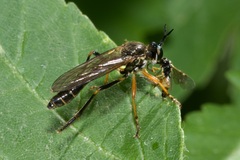 Dioctria rufipes