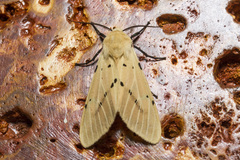 Creatonotos transiens