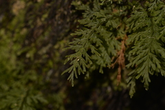 Abrodictyum caudatum