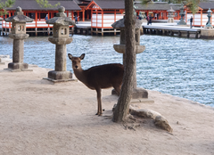 Cervus nippon centralis