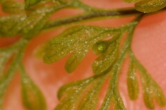 Abrodictyum caudatum