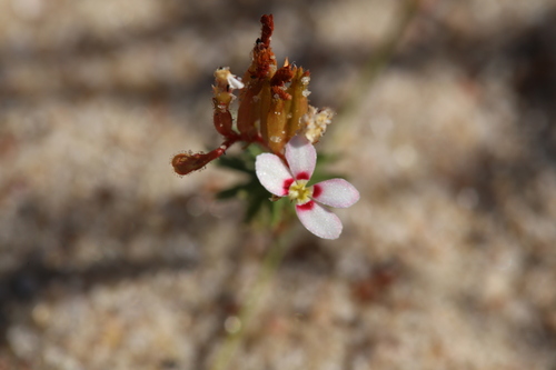 Trigger-on-stilts (Stylidium adpressum)