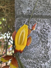 Thunbergia mysorensis