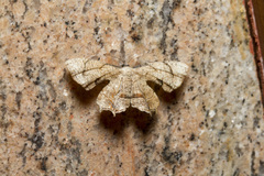 Calledapteryx dryopterata