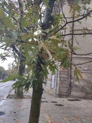 Liquidambar orientalis