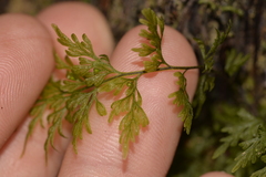 Abrodictyum caudatum