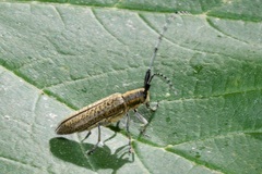 Agapanthia villosoviridescens