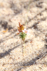 Stylidium adpressum