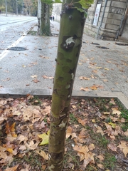 Liquidambar orientalis