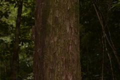 Tristaniopsis collina