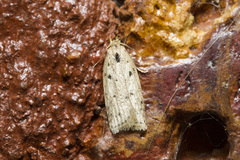 Scythropiodes issikii