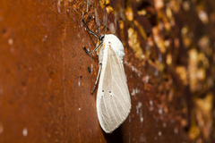 Creatonotos transiens