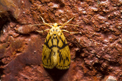 Miltochrista conjunctana