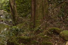 Tristaniopsis collina