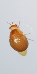 Celyphus difficilis