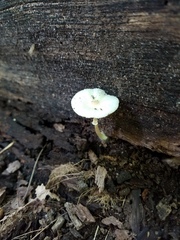 Leucocoprinus flavescens