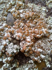 Lecanora campestris